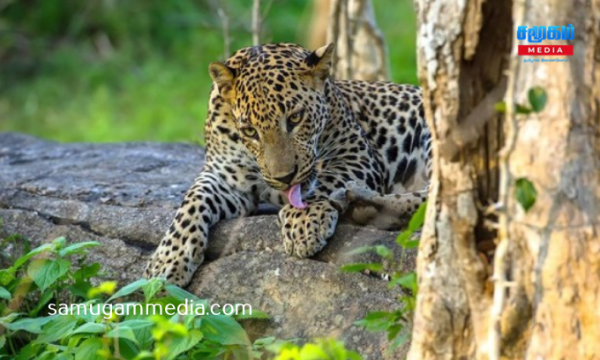 தேசிய பூங்காவிற்கு பெருந்தொகை வருவாயை ஈட்டித்தந்த சிறுத்தைகள்..! வெளியான தகவல் samugammedia 